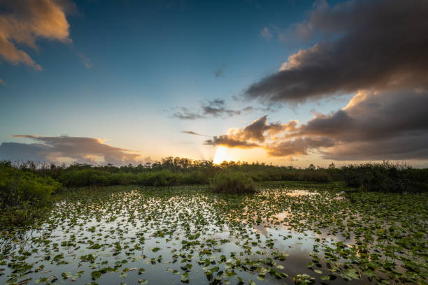 istock Sunrise Bursts Over Lilly Pond 1288484803