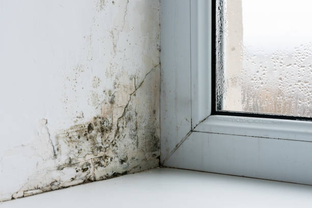 Mold in the corner of the plastic windows