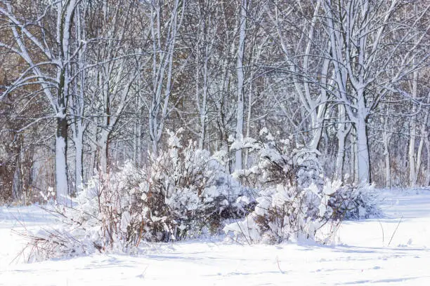 Photo of Trees with snow in winter park. Winter forest with snow on trees and floor. Snow on tree branches in the morning