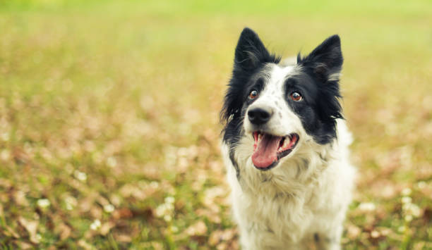 istock Black and white border collie dog outside panting after a long play 1288492701