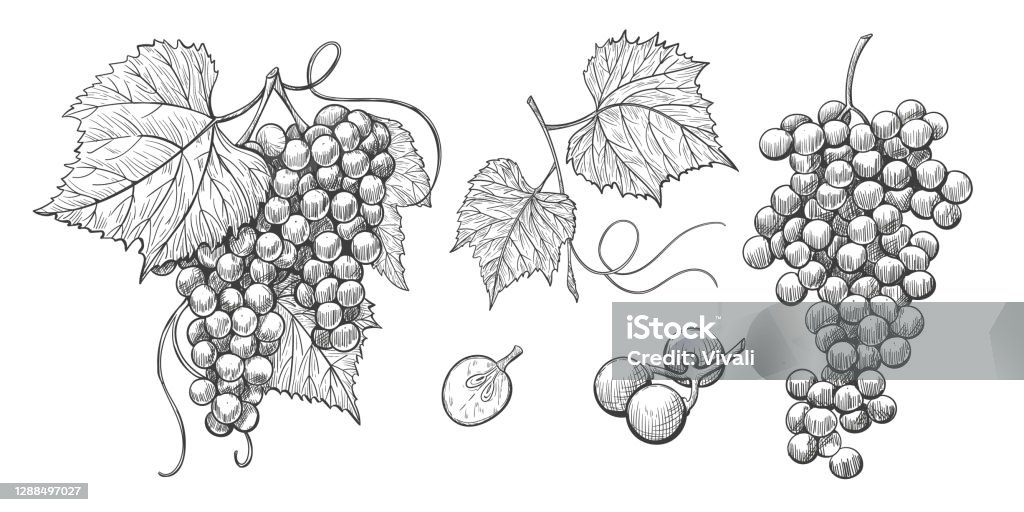 Croquis Grappes de raisin avec des feuilles, illustration de cru de raisin de vin. - clipart vectoriel de Raisin libre de droits