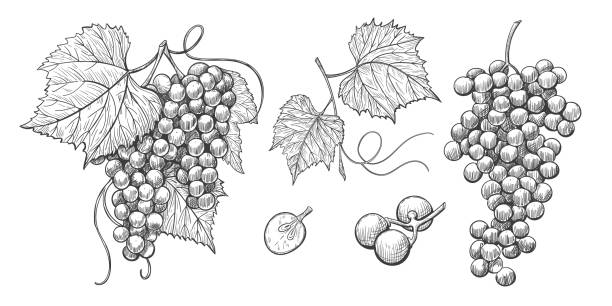 Sketch Grape bunches with leaves, vintage illustration of wine grape. Grape bunches vector hand drawn icons, grape isolated elements on white background, ink style. Bunch of grapes on a stem with leaves. wine stock illustrations