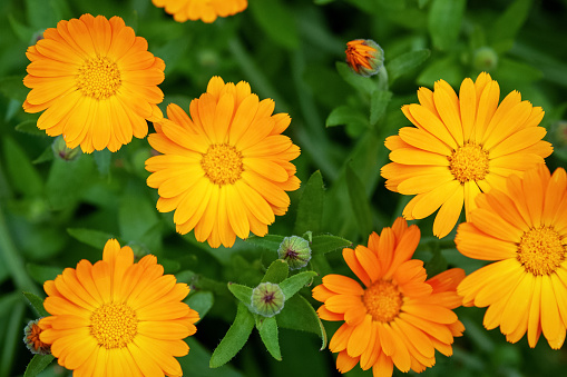 Garden marigold (Calendula officinalis) flowers, view from above