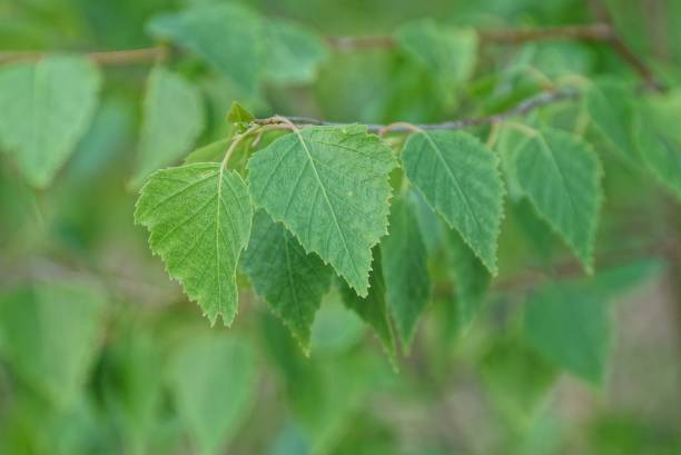 istock Birch small green leaves on a tree branch 1288499963