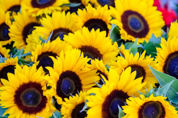 istock Sunflowers at a market stall 1288500504