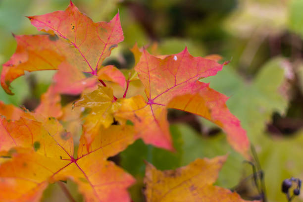 istock Autumn leaves of a young maple. Beautiful natural background. 1288502113