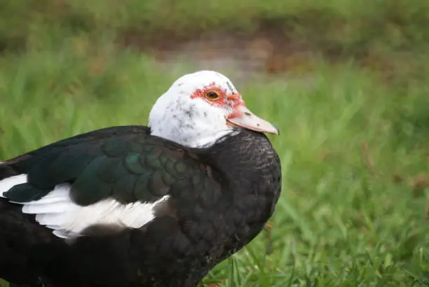 Photo of Muscovy Duck Resting on the Grass
