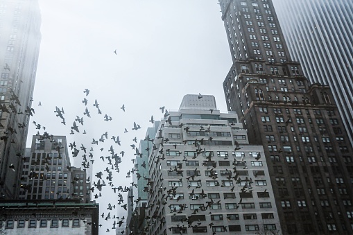 Foggy Manhattan and flying pigeons