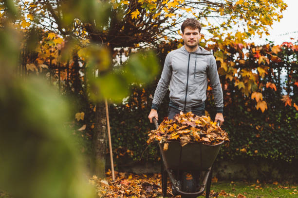 istock Caucasian man taking crispy leaves to compost 1288509336