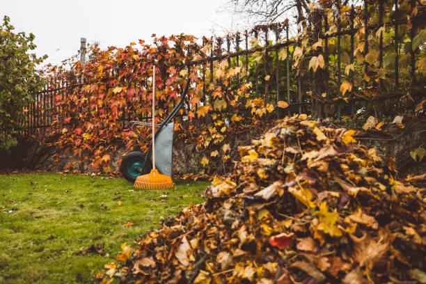 A pile of golden autumn leaves in front and a wheelbarrow with rake leaning on it in the back stock photo