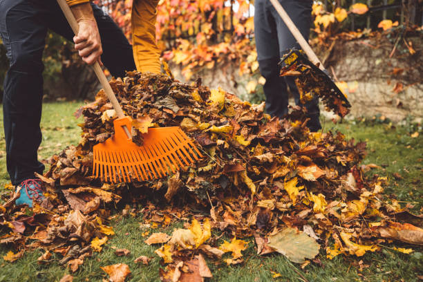istock Unrecognizable man grabbing crispy leaves with rake 1288509427
