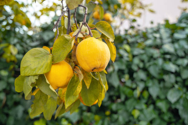 unripe yellow quinces hang in cluster on tree branch with green dense foliage, and ripen in garden on beautiful day, blurred background. agricultural concept - quince imagens e fotografias de stock