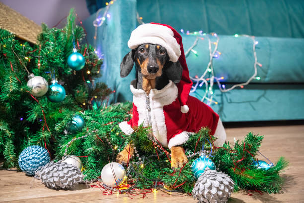 naughty dachshund dog in a sweater and a red cap played too much and filled up artificial christmas tree decorated with garland. funny concept of santa claus hiding gifts/ - christmas tree bead humor imagens e fotografias de stock