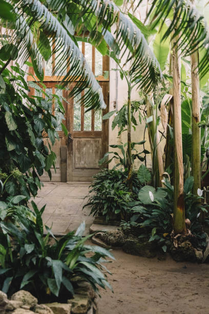 istock Landscape with exotic evergreen plants in greenhouse. 1288513541