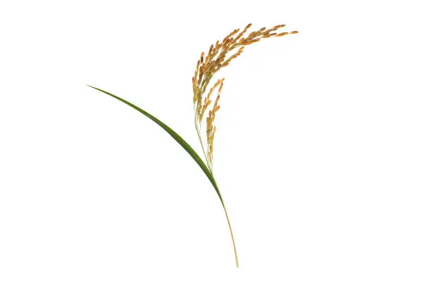 organic paddy rice,ear of paddy, ears of Thai jasmine rice isolated on white background. top view.