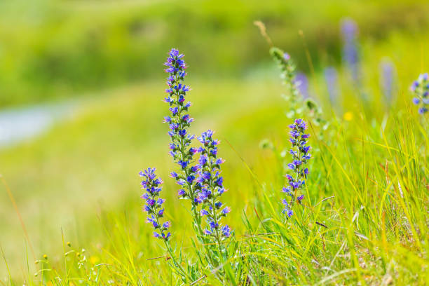 Blueweed or viper's bugloss, Echium vulgare, flowers blooming in a meadow. stock photo