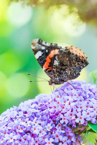 Vanessa atalanta, Red Admiral butterfly, feeding nectar from a purple butterfly-bush in garden. Bright sunlight, vibrant colors.