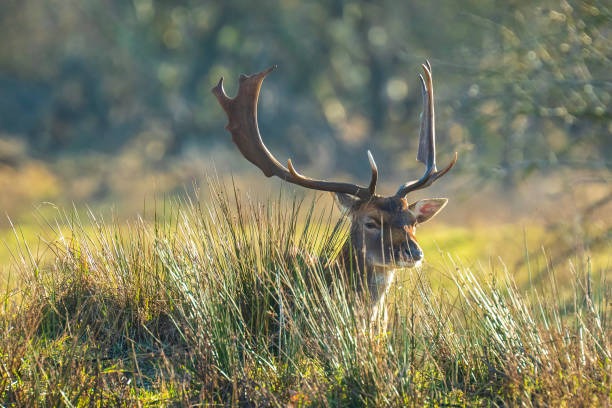 istock Fallow deer stag Dama Dama with big antlers 1288519272