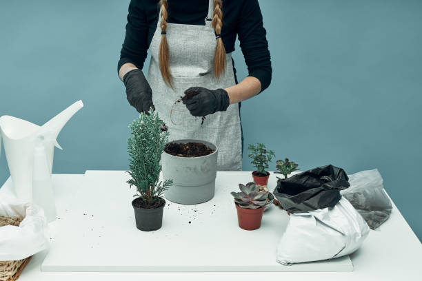 la ragazza pianta piante d'appartamento e fiori in terra e vasi. cura e manutenzione dell'impianto. hobby. - 11874 foto e immagini stock