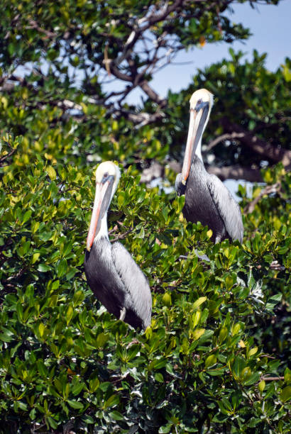 istock Pelicans Perched in the Mangroves in Southern Florida 1288521616