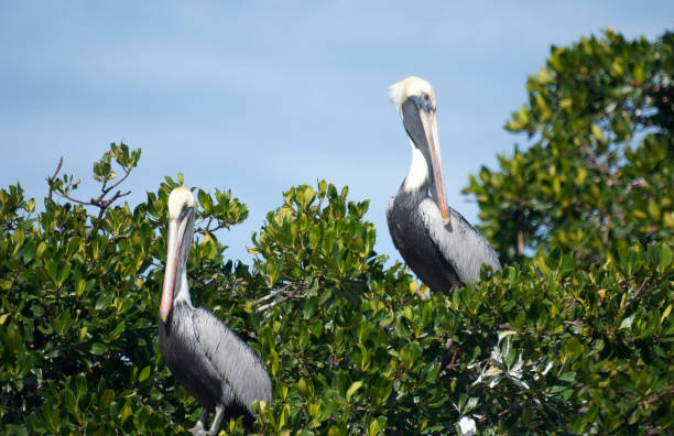 istock Pelicans Perched in the Mangroves in Southern Florida 1288522705