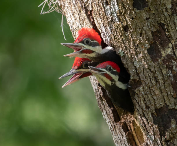 istock Pileated Woodpecker Portrait 1288523131