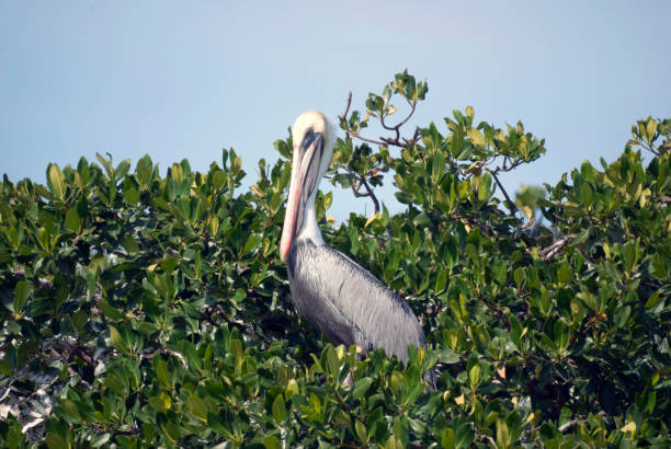 istock Pelicans Perched in the Mangroves in Southern Florida 1288523321