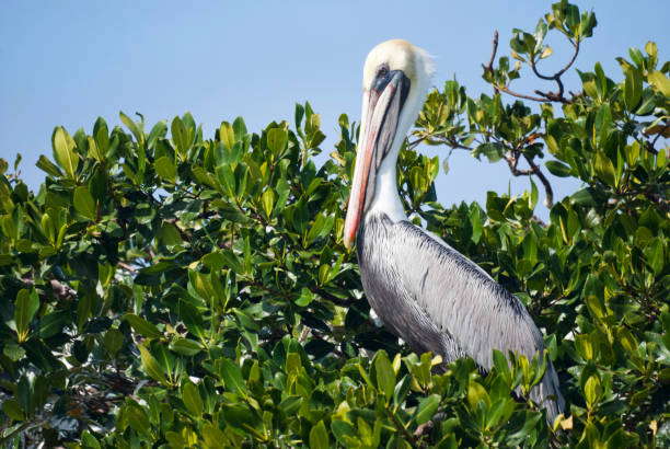 istock Pelicans Perched in the Mangroves in Southern Florida 1288523453