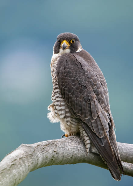 istock Peregrine Falcon 1288524300