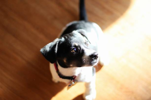 istock Black and white puppy 1288524515