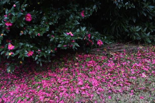 istock A view of Sasanqua flowers and scattered petals. 1288526298