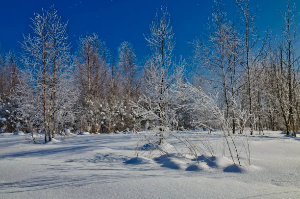 istock Trees covered in frost at the forest edge 1288527653