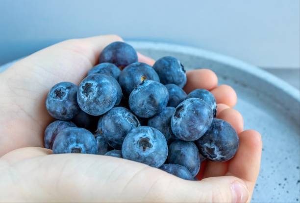 istock Fresh ripe blueberries in the hands. 1288532073