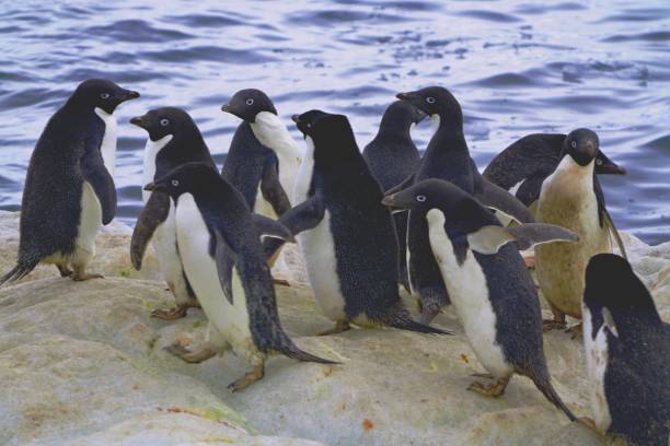istock Several penguins were playing on the rocks by the sea. 1288532812
