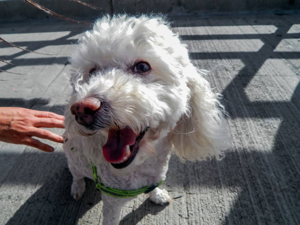 istock Little white fluffy dog smiling 1288533374