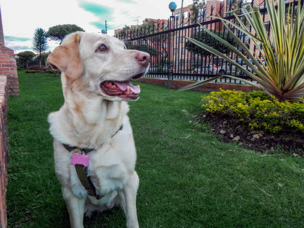 istock Labrador retriever sitting on the grass looking away 1288533377