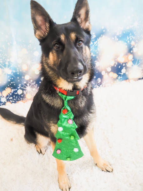istock Christmas German Shepard pup 1288534940