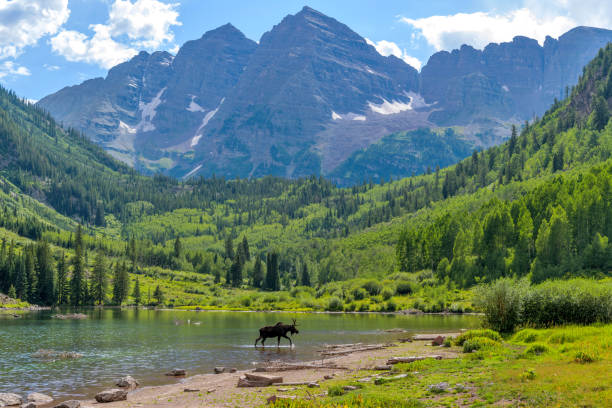 Moose at Maroon Lake - A young moose, with only one antler, walking and feeding in Maroon Lake at base of Maroon Bells on a sunny Summer evening. Aspen, Colorado, USA. A young moose, with only one antler, walking and feeding in Maroon Lake at base of Maroon Bells on a sunny Summer evening. Aspen, Colorado, USA. colorado stock pictures, royalty-free photos & images