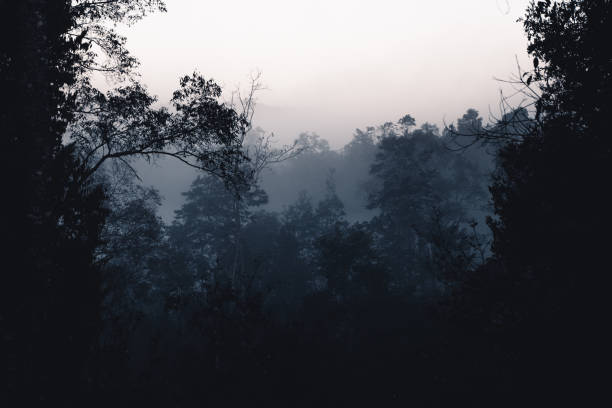Fog and forest in the morning ,In the morning forest