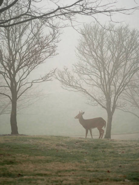 istock Deer on a Foggy Morning 1288537476
