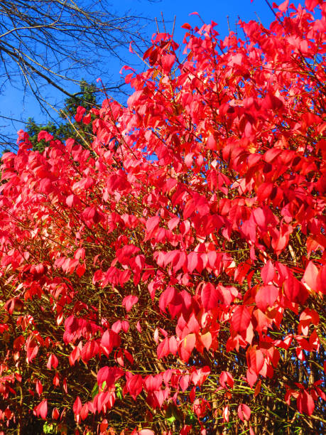 istock Colorful Red Leaves in Autumn 1288541737