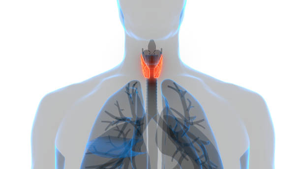 Human Body Glands Lobes of Thyroid Gland Anatomy 3D Illustration Concept of Human Body Glands Lobes of Thyroid Gland Anatomy anemia diagram stock pictures, royalty-free photos & images