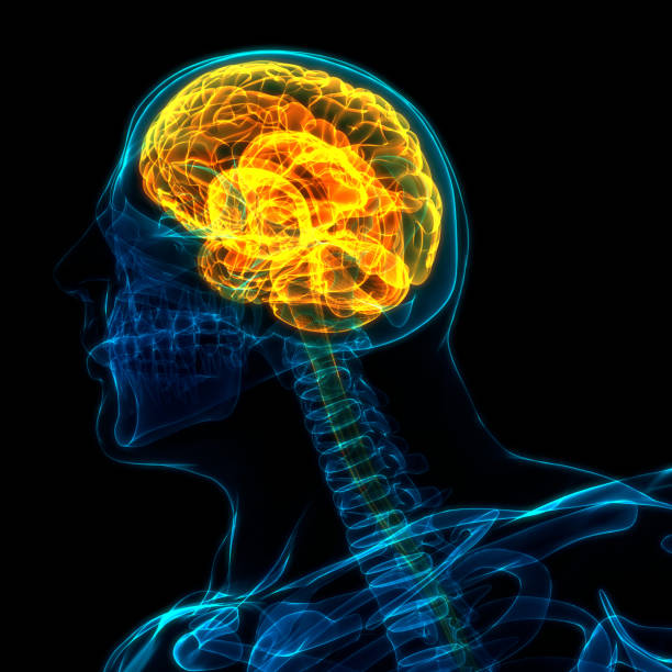 istock Central Organ of Human Nervous System Brain Anatomy 1288542112