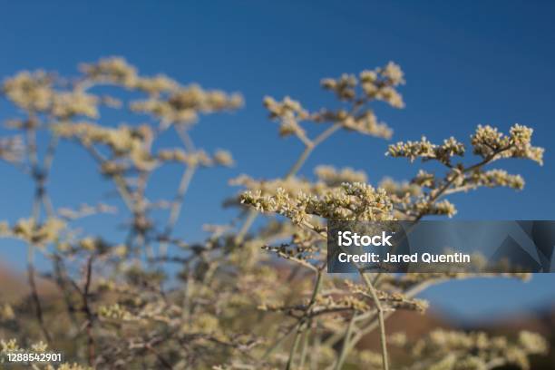 Eriogonum Plumatella Bloom Pioneertown Mp 072020 C Stock Photo - Download Image Now