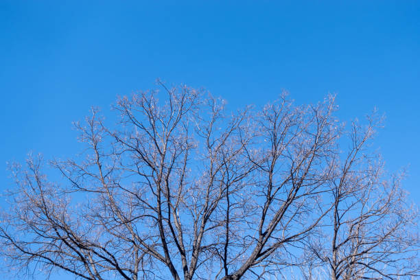 la cima della quercia in una limpida giornata invernale sullo sfondo del cielo blu - clear sky branch tree trunk uncultivated foto e immagini stock