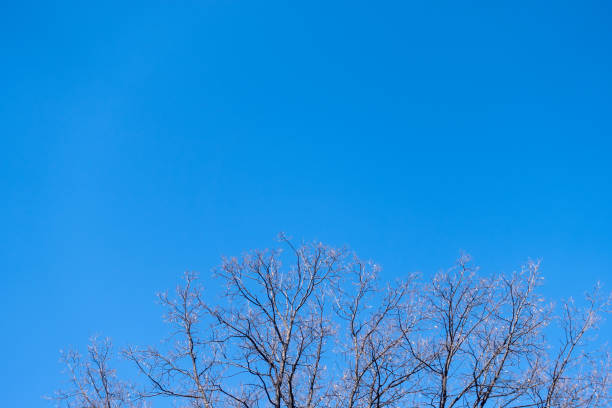 la cima della quercia in una limpida giornata invernale sullo sfondo del cielo blu - clear sky branch tree trunk uncultivated foto e immagini stock