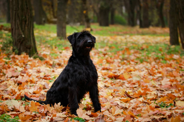 istock Black Riesenschnauzer sits on fallen yellow foliage in the autumn forest. Performs commands correctly and dexterously. Dog training and preparation for exhibitions. Close up 1288547478