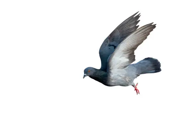 Photo of Close up Rock Pigeon Flying in The Air Isolated on White Background with Clipping Path