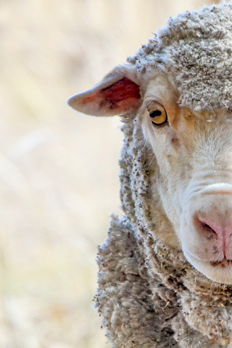 Extreme close-up of sheep