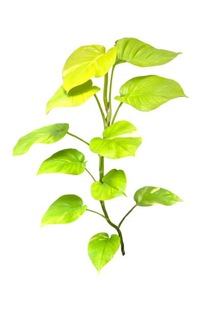 istock Spotted betel isolate on white background. vertical of betel leaf on white background. 1288552863